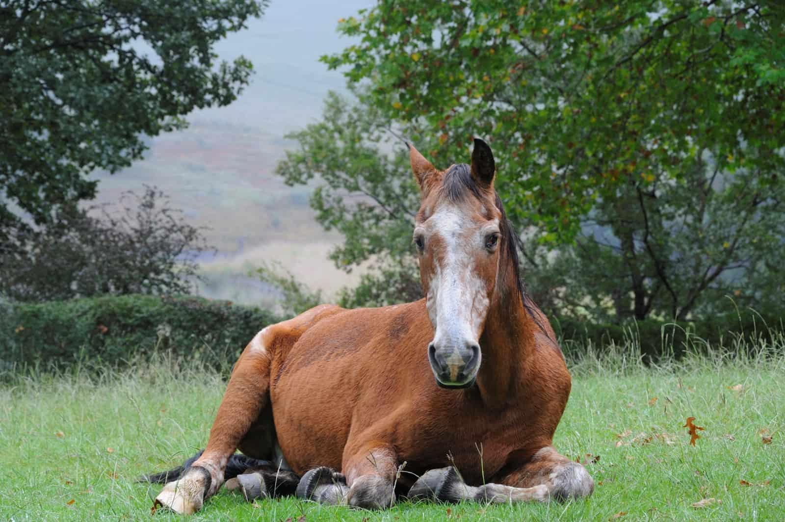 7 Visual Symptoms of Horse Dying of Old Age