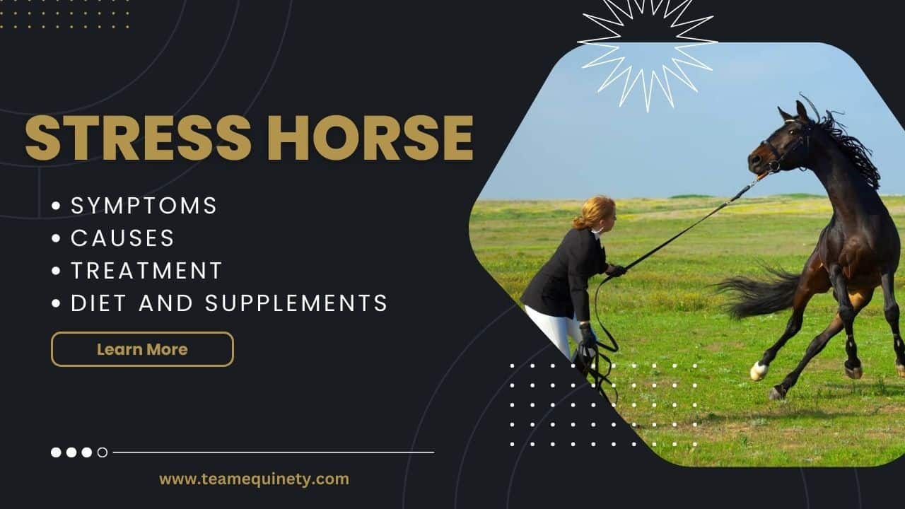 Stress in Horse: Symptoms, Causes, and Treatment