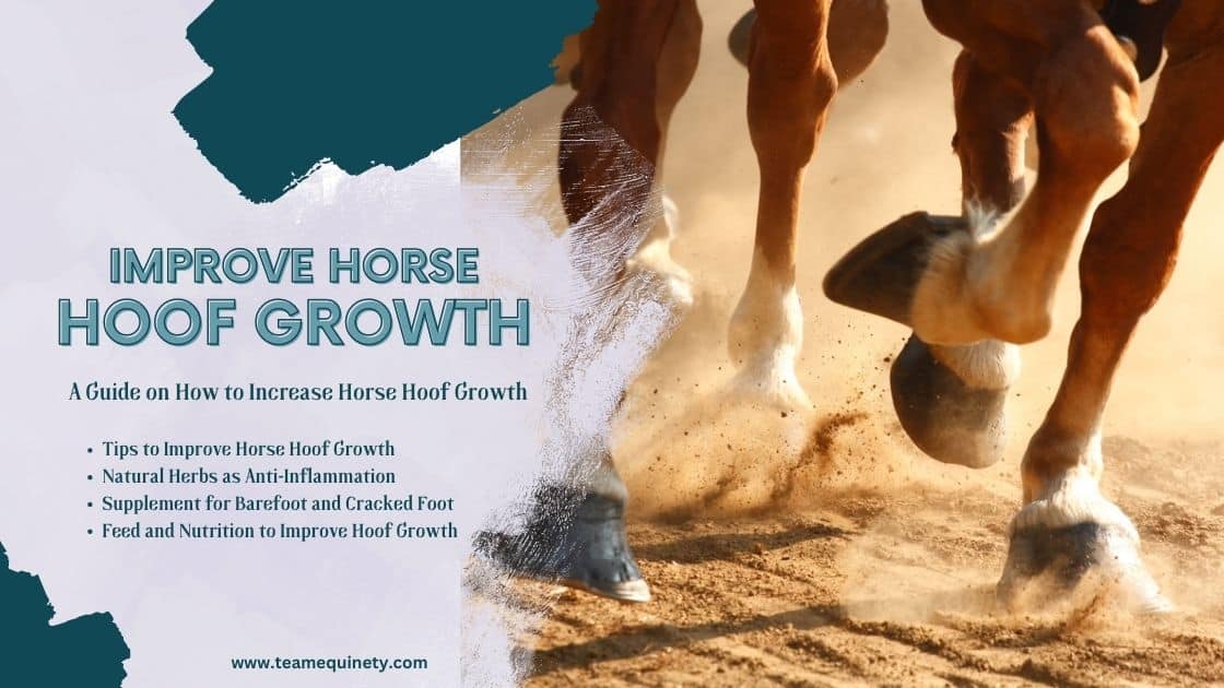 How to Increase Horse Hoof Growth (Guide 2023)