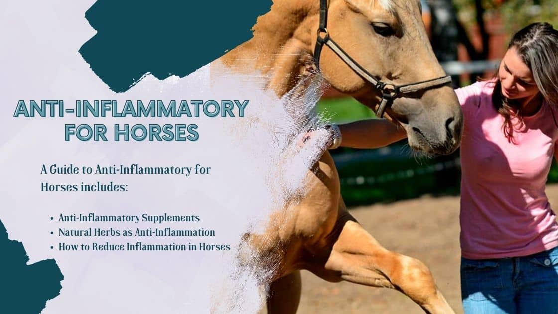 Natural Anti-Inflammatory for Horses (Guide 2023)