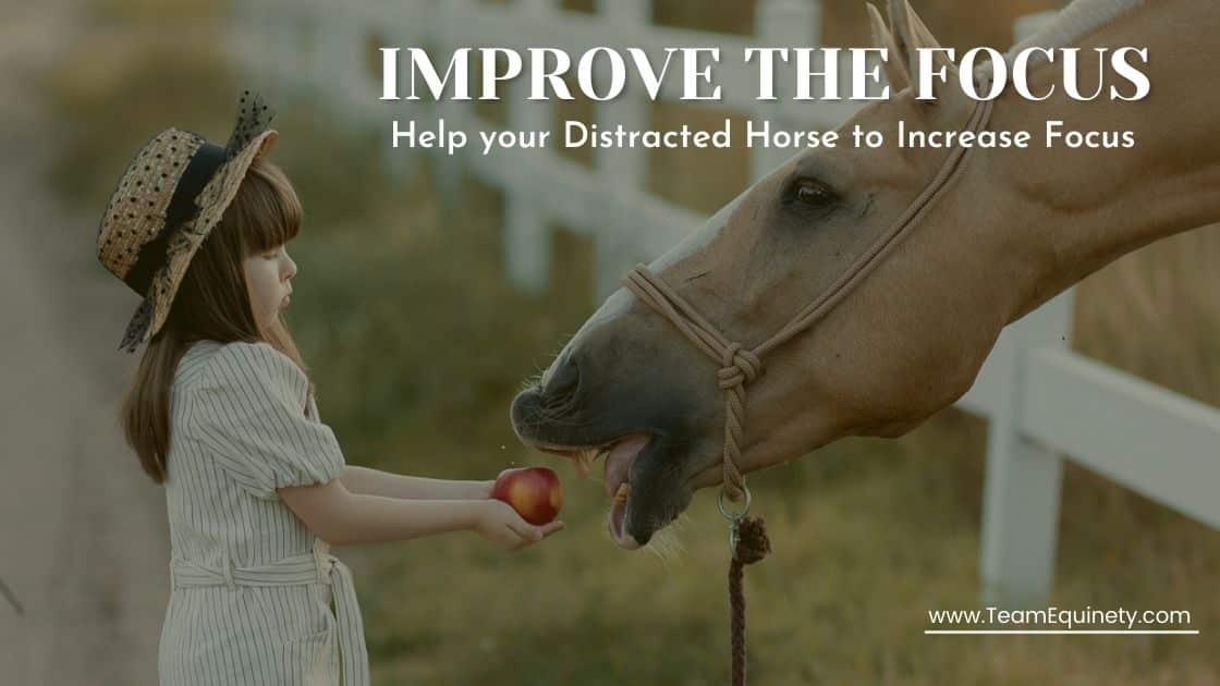 How to Improve the Focus of Distracted Horse (5 Easy Ways)