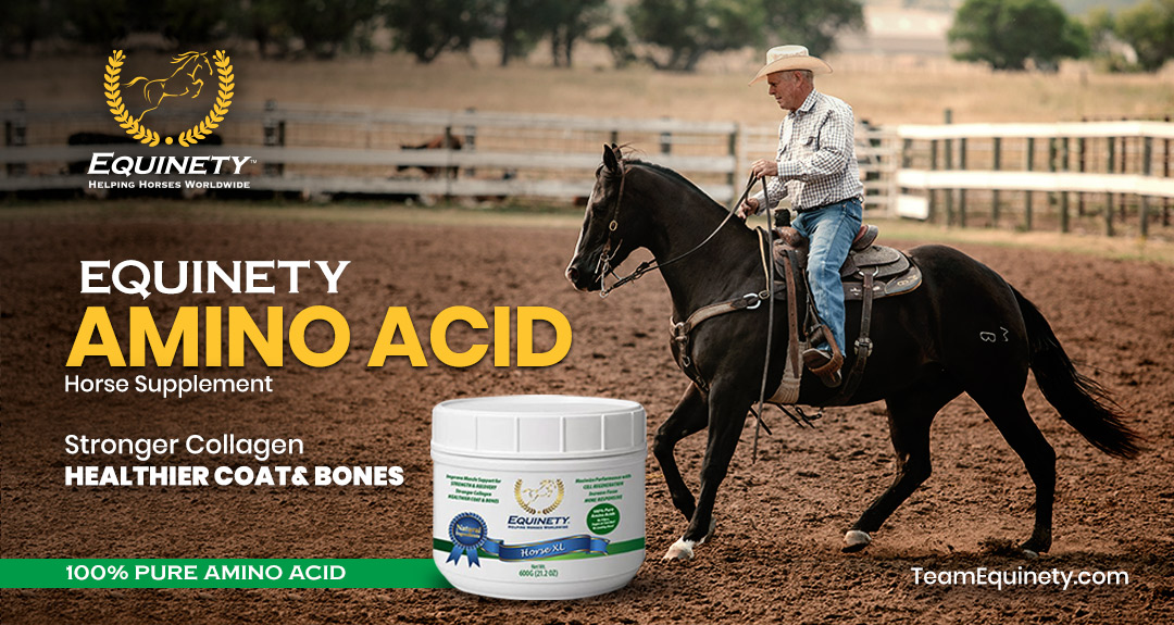 Amino Acid Horse Supplement for the Skin and Coat Health