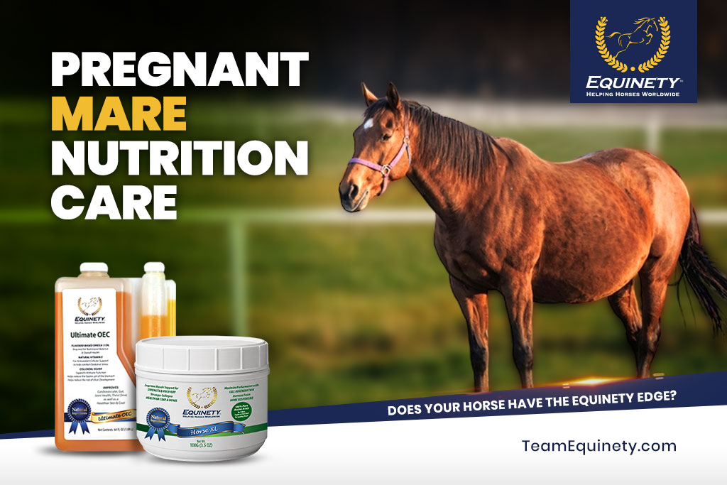 Pregnant Mare Nutrition Care And Supplements 2023 Equinety Horse Supplements