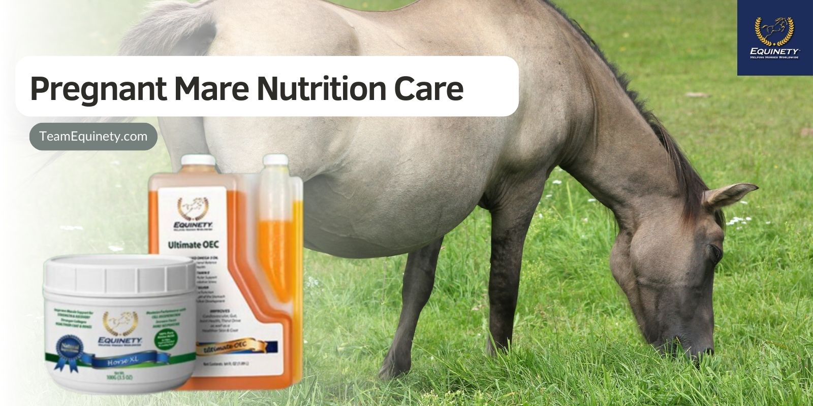 Pregnant Mare Nutrition Care And Supplements 2023 Equinety Horse Supplements