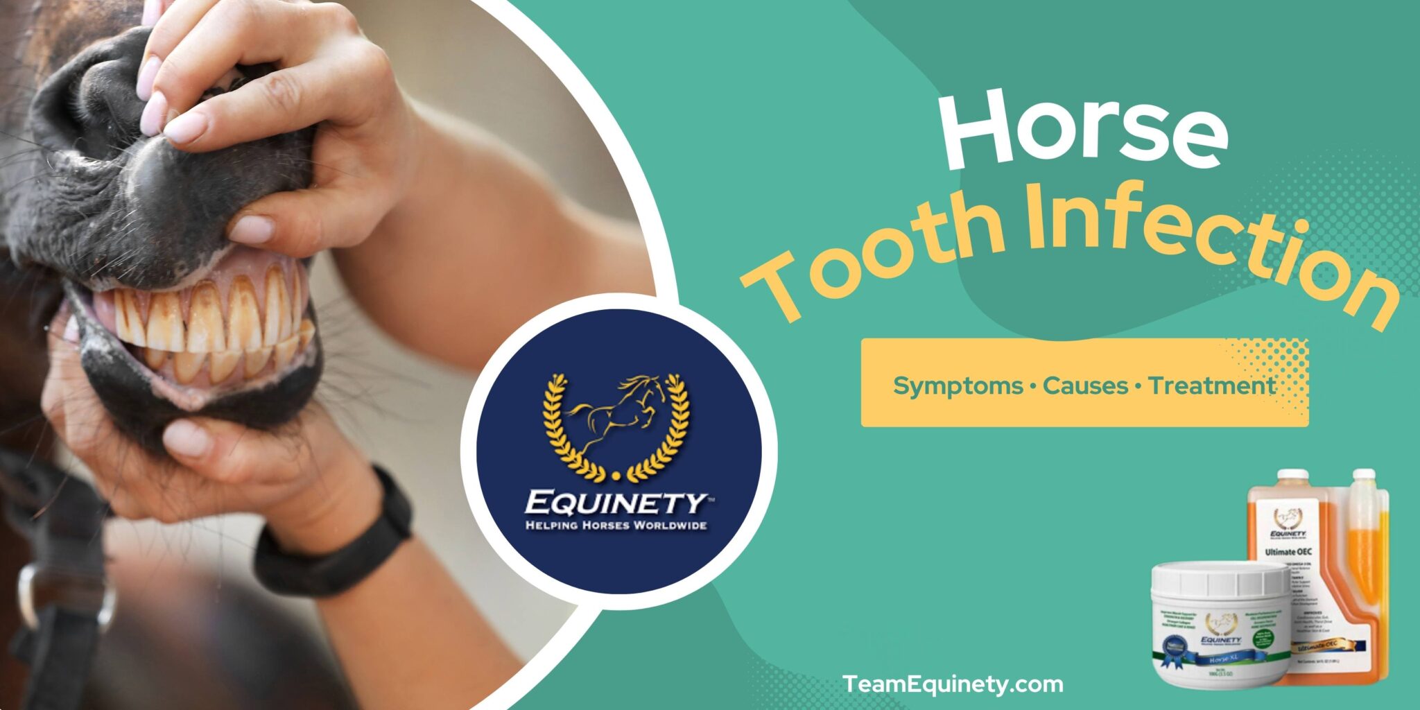 Horse Tooth Infection: Signs, Causes, Treatment, Prevention (Full Guide)